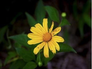 DO VERDE PRO AMARELO