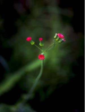 AINDA FLORESCENDO