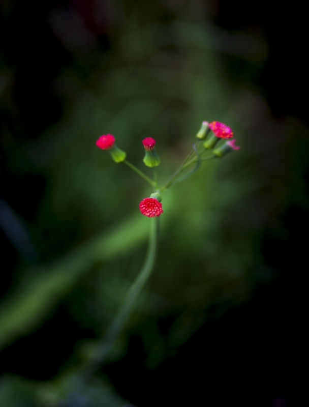 AINDA FLORESCENDO