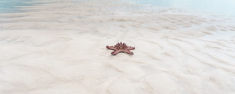 ESTRELA DO MAR