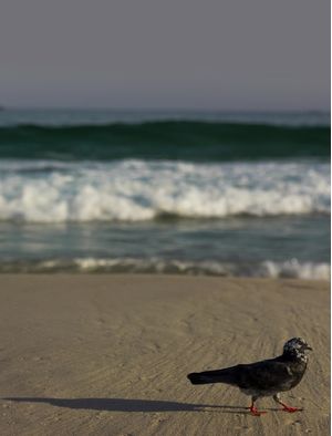 SOLZINHO EM IPANEMA
