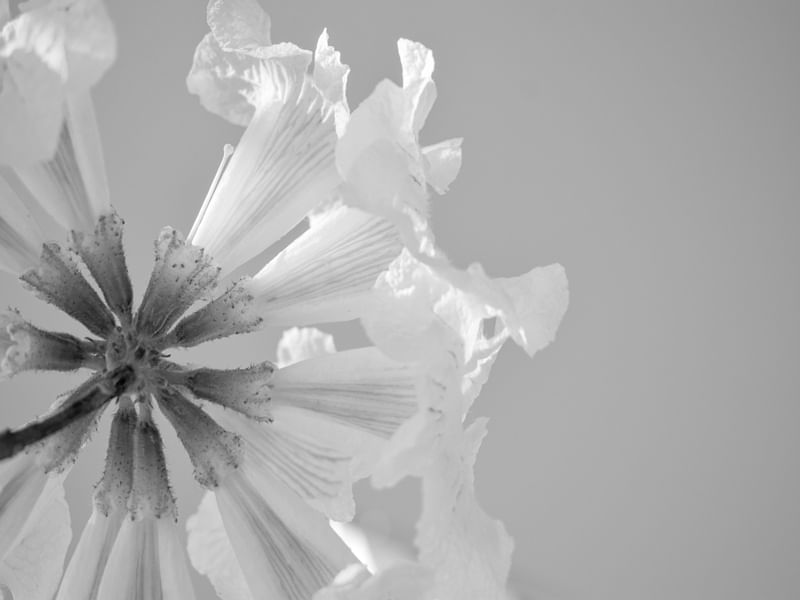 FLOR DO IPÊ 07