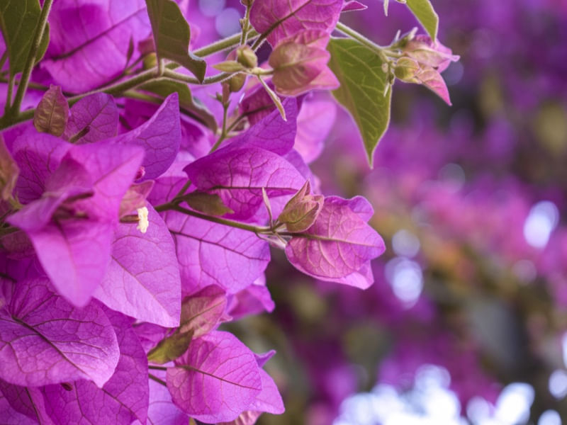 PÚRPURA FLOR