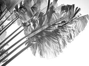 BANANEIRA FOLHAS - 02