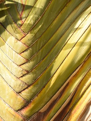 BANANEIRA CASCA