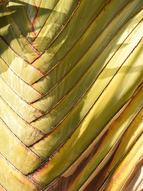 BANANEIRA CASCA