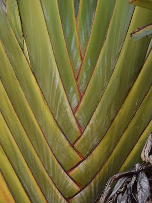 BANANEIRA CASCA - 02