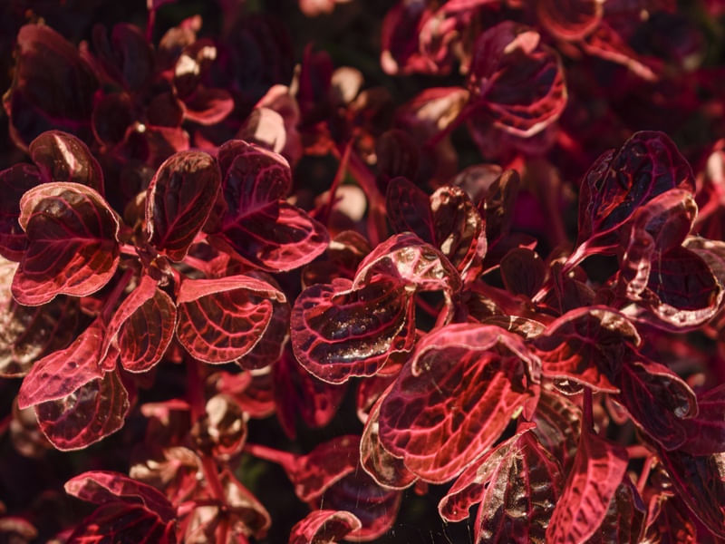 FLORAL RED