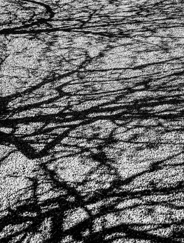 SOMBRA DE GALHOS NO CHÃO