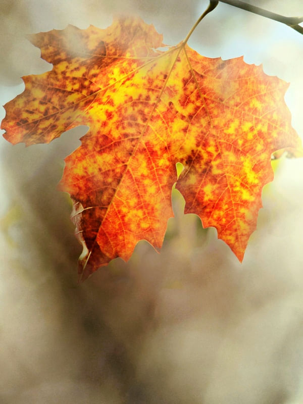 DREAM LEAF