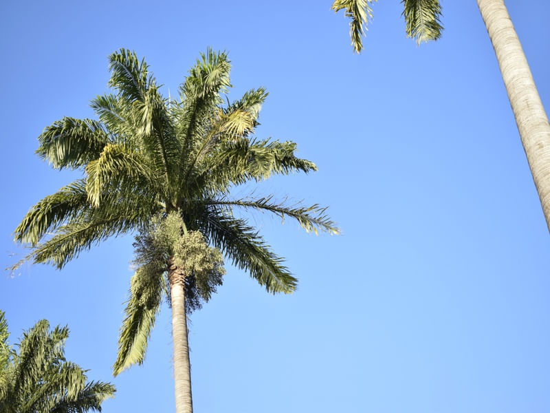 COQUEIRO CÉU AZUL