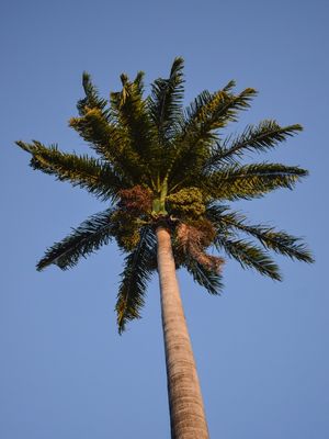 COQUEIRO CÉU AZUL 02