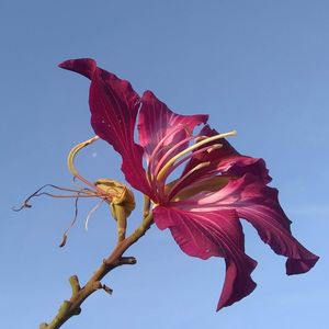 IBISCO