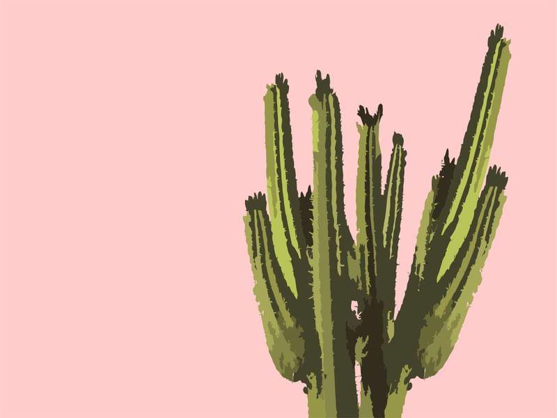 CACTUS 1 - DV