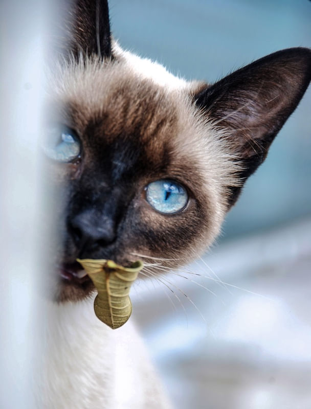 CATBLUE