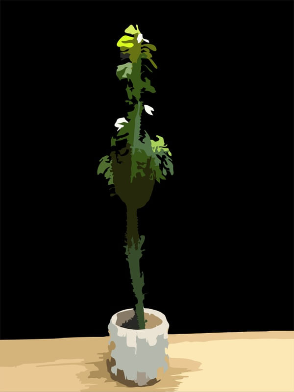 CACTUS 3 - DV