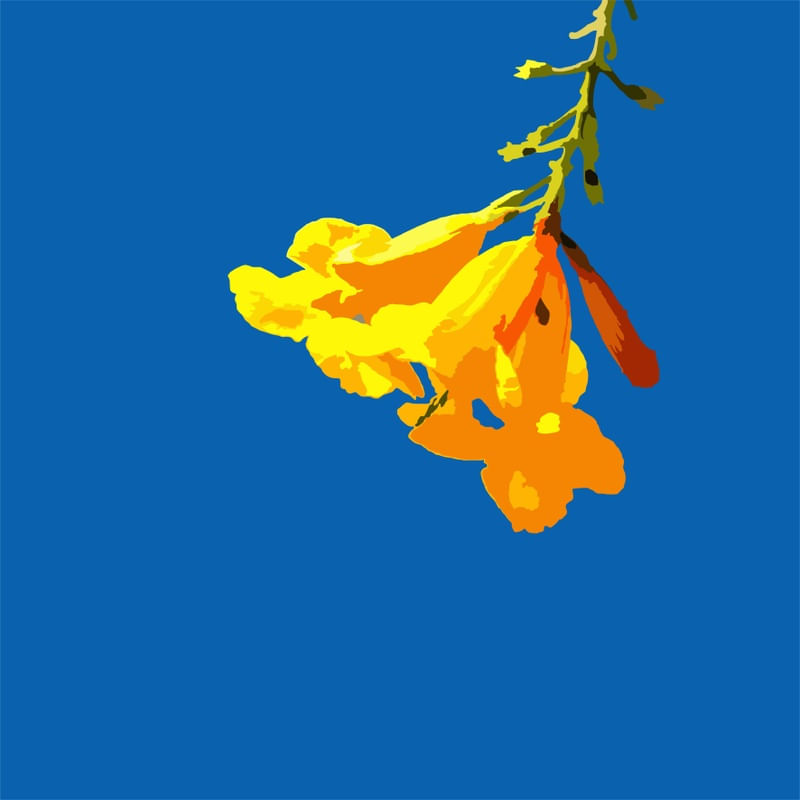 FLOWER OF THE SKY