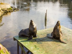 LEÕES MARINHOS CHILE