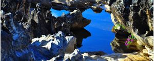 NUANCES DA NATUREZA III