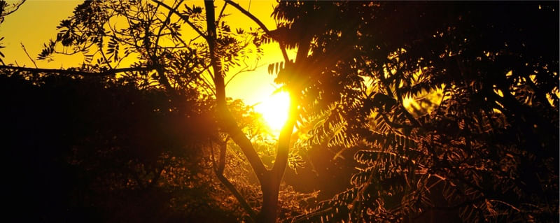PÔR DO SOL ENTRE GALHOS VERDES