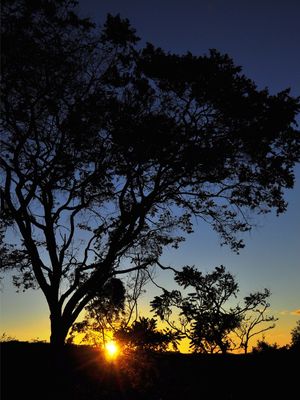 PÔR DO SOL ENTRE ÁRVORES