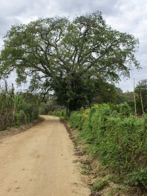 CAJAZEIRA 2