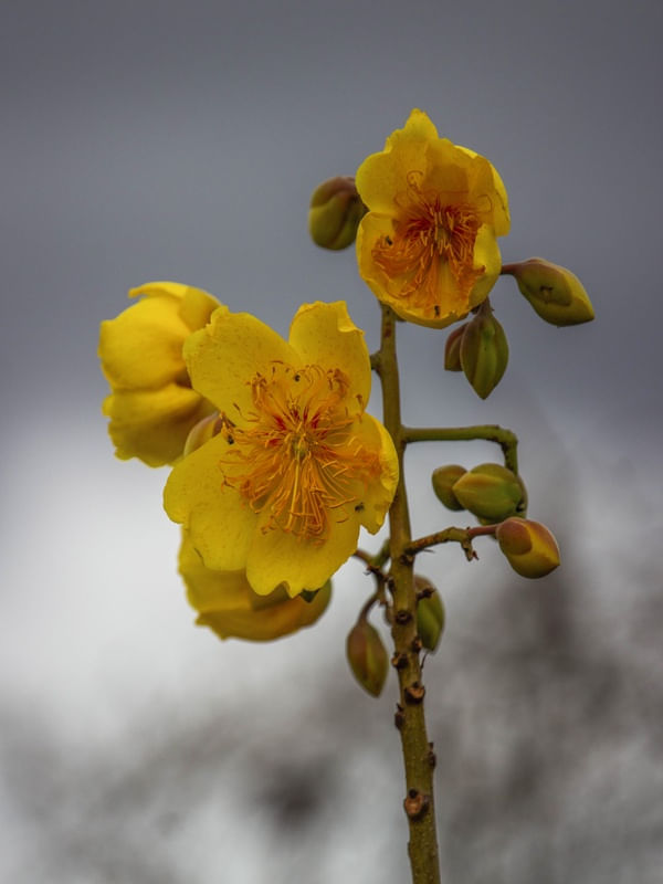 FLORES SILVESTRES