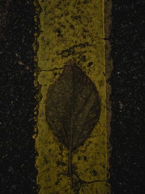 FOLHA SOLO