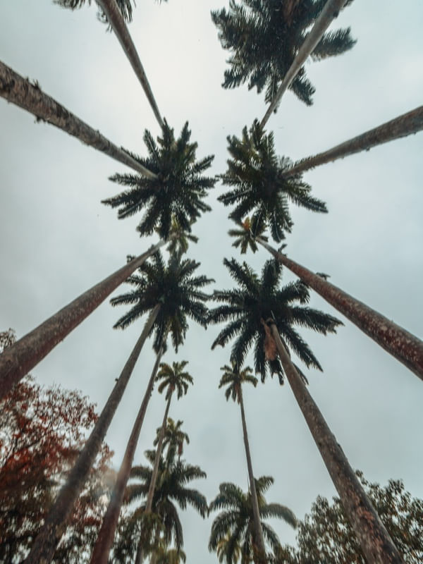 COQUEIROS NUBLADOS