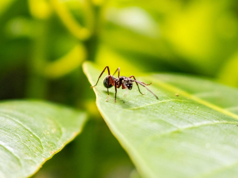 FORMIGA CAMINHANTE