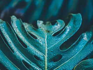 BLUE NATURE SERIES (1)