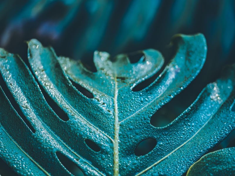 BLUE NATURE SERIES (1)