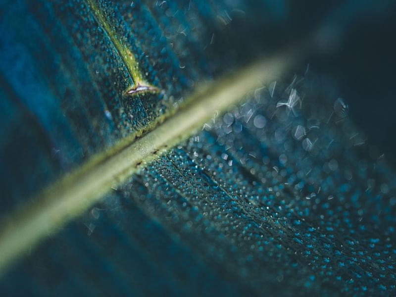 BLUE NATURE SERIES (2)
