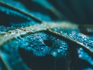 BLUE NATURE SERIES (3)
