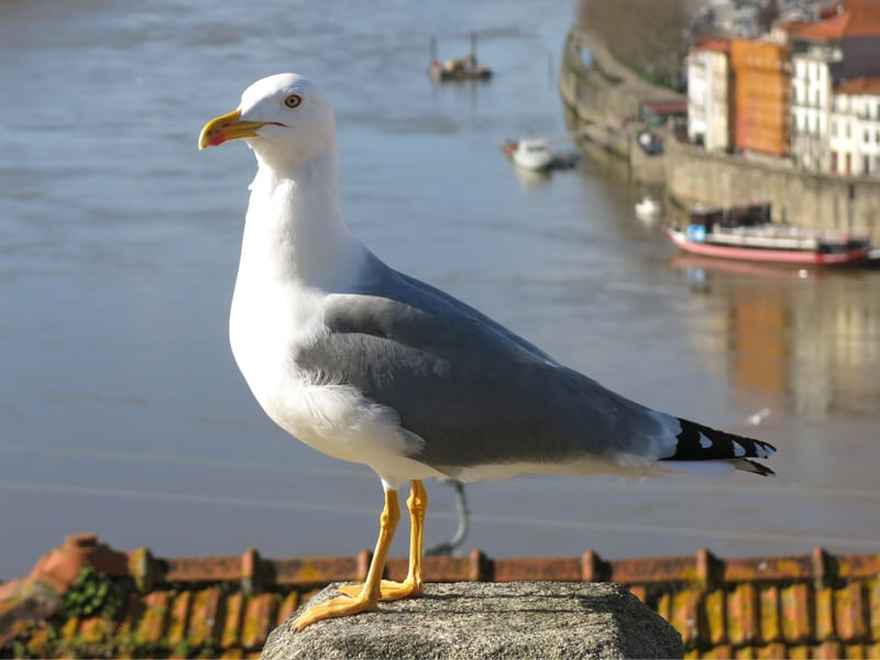 GAIVOTA NO RIO DOURO, PORTUGAL