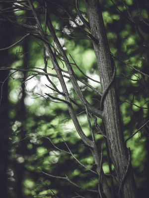 GROW GREEN