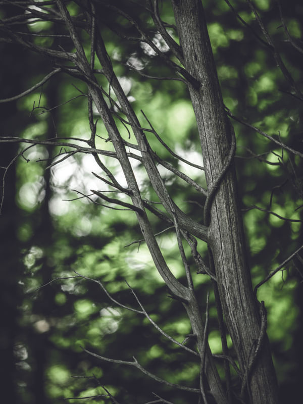 GROW GREEN