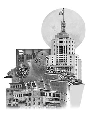 POMBA - SÃO PAULO