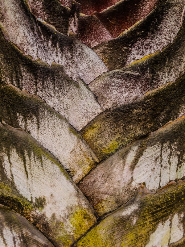 CASCA DE ARVORE_3