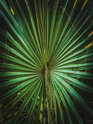 LEQUE VERDE