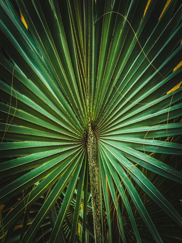 LEQUE VERDE