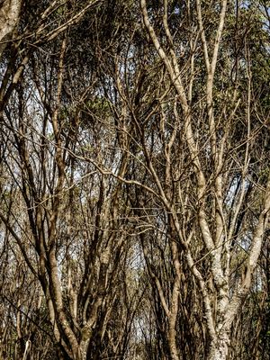 FLORESTA SECA_EM