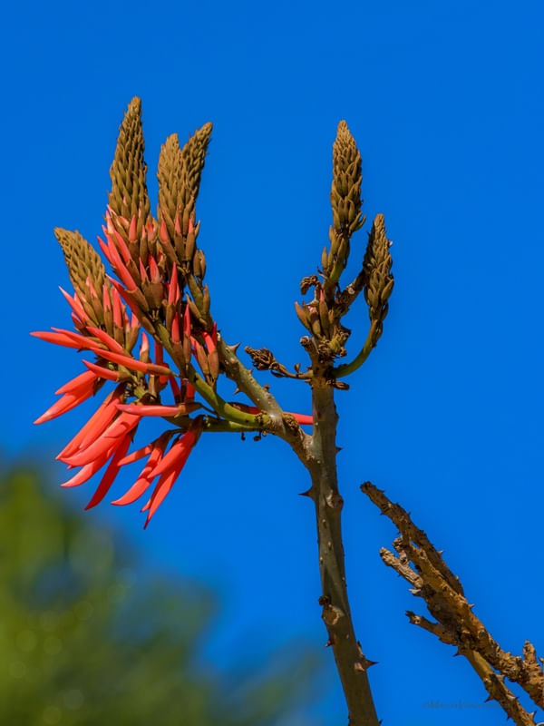 FLORAL VERTICAL