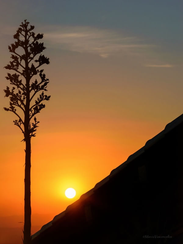 SINGLE TREE SUNSET