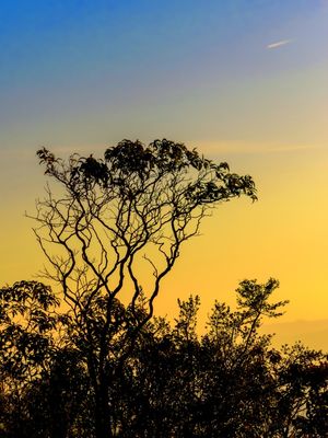SINGLE TREE 2