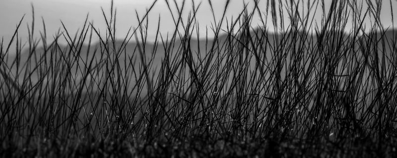 PANORÂMICA FOLHAGEM BW