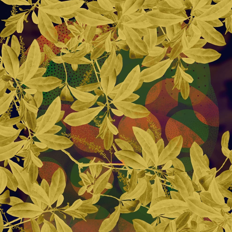 PLANTAS AMARELAS