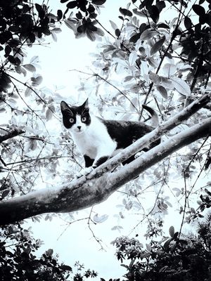 GATO NAS ALTURAS