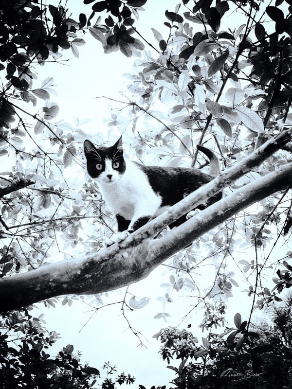 GATO NAS ALTURAS