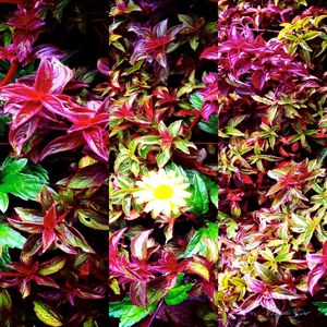 MIX DE FLORES